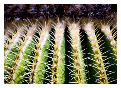 Cactus Abstract 12